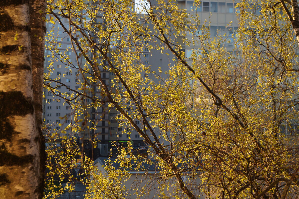 Утро понедельника - Anna-Sabina Anna-Sabina