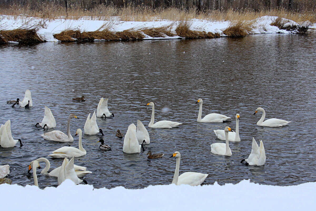 Среди белых снегов - Татьяна Лютаева