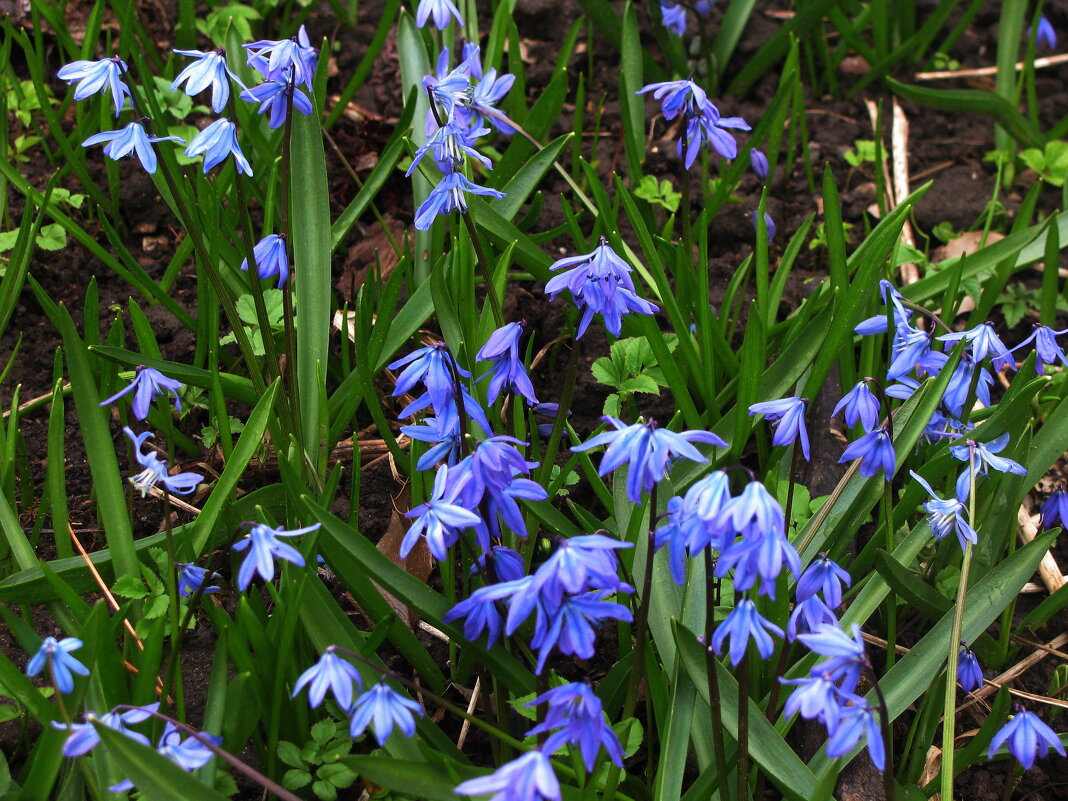 Голубая полянка - Людмила Смородинская