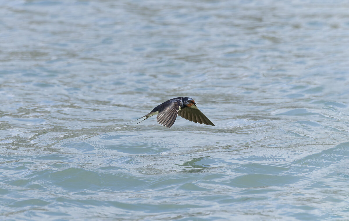 ласточка деревенская. - юрий макаров