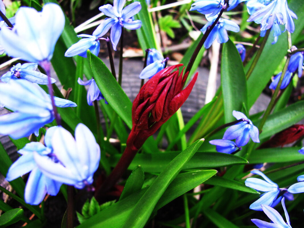 Пионы всходят - Людмила Смородинская