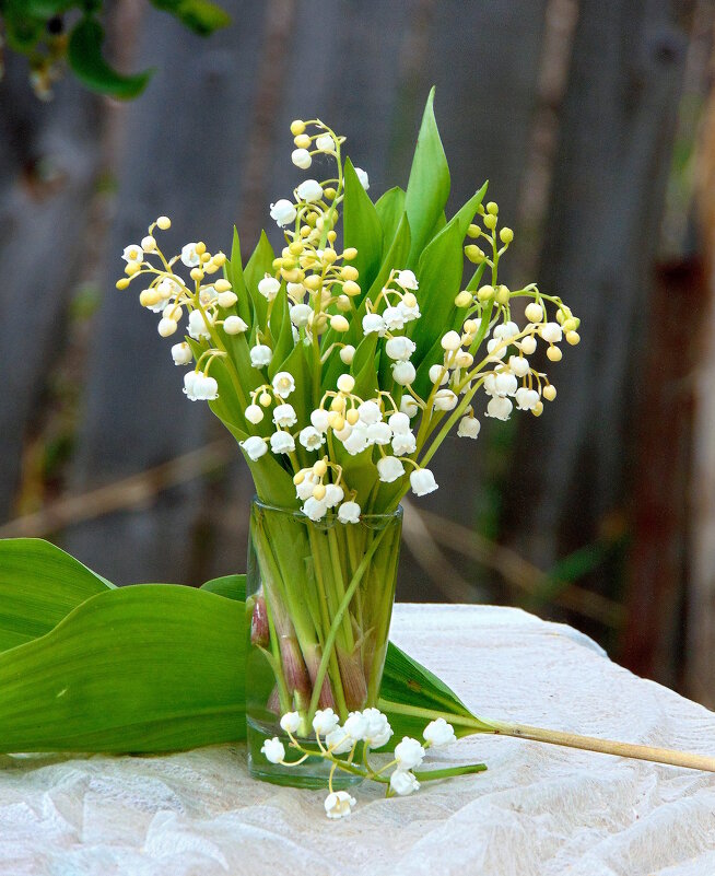 Майский привет. - nadyasilyuk Вознюк