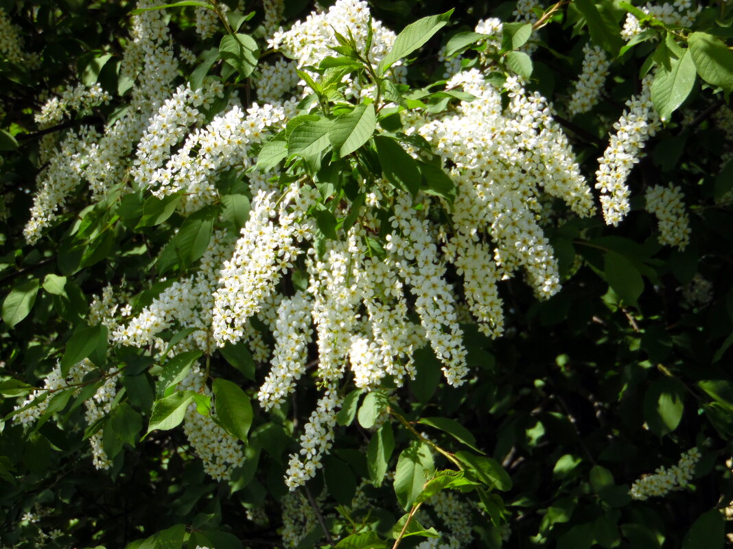 Черёмуха душистая. - nadyasilyuk Вознюк