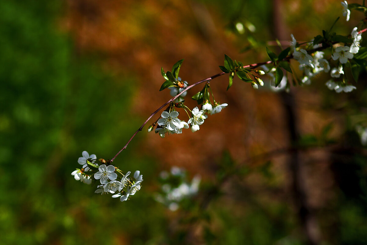Весенние цветы - Юрий Гайворонскiий