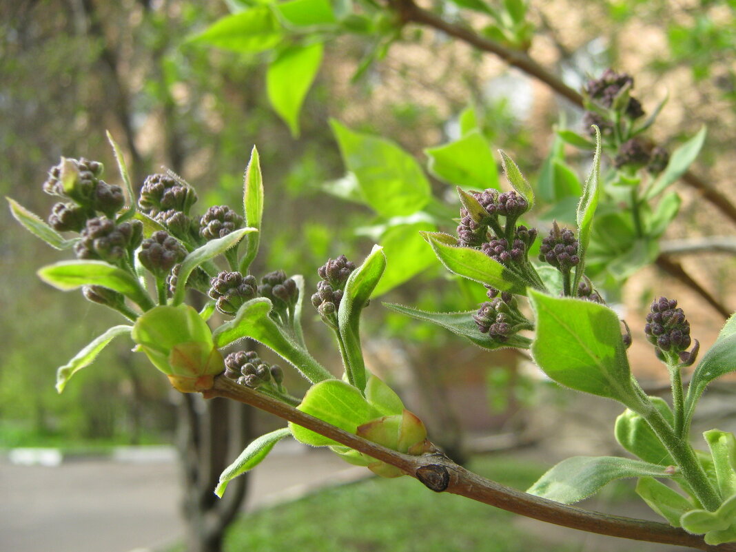 Весеннее - Елена Семигина