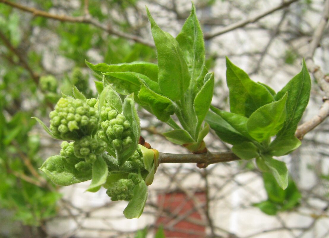 Весеннее - Елена Семигина