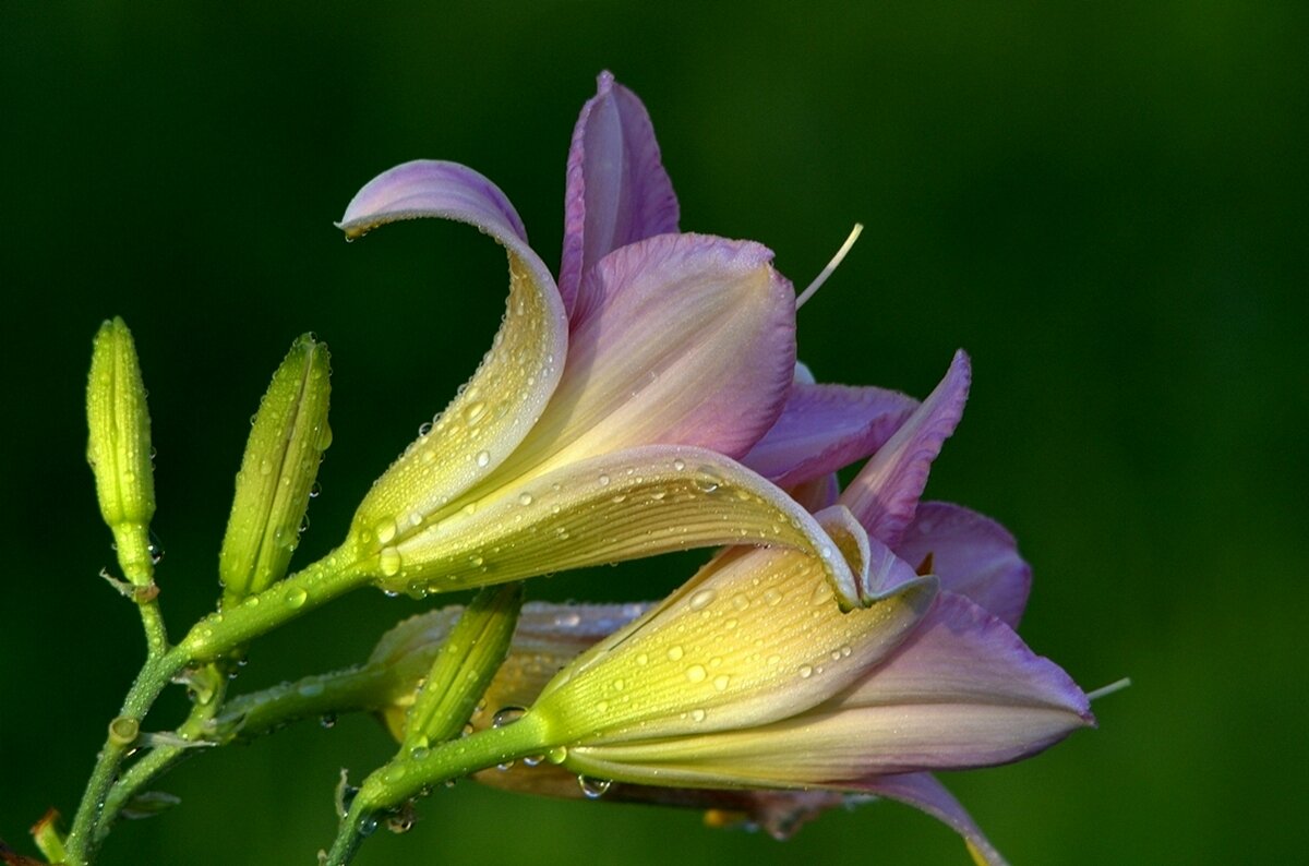 ... - Вячеслав Минаев