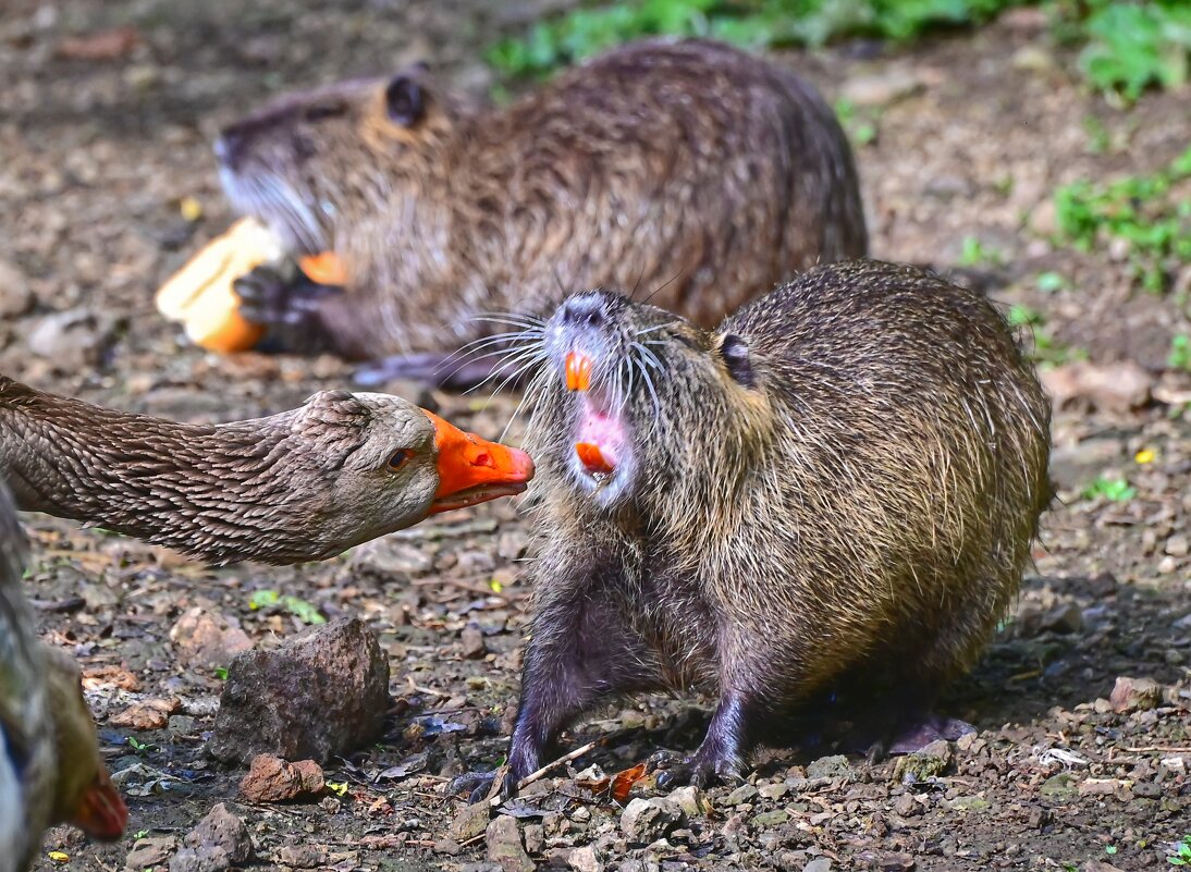 Нутрия на приеме у стоматолога гуся - Светлана Ивановна