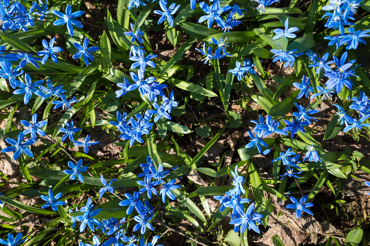 Пролески весенние цветы - Александр Синдерёв