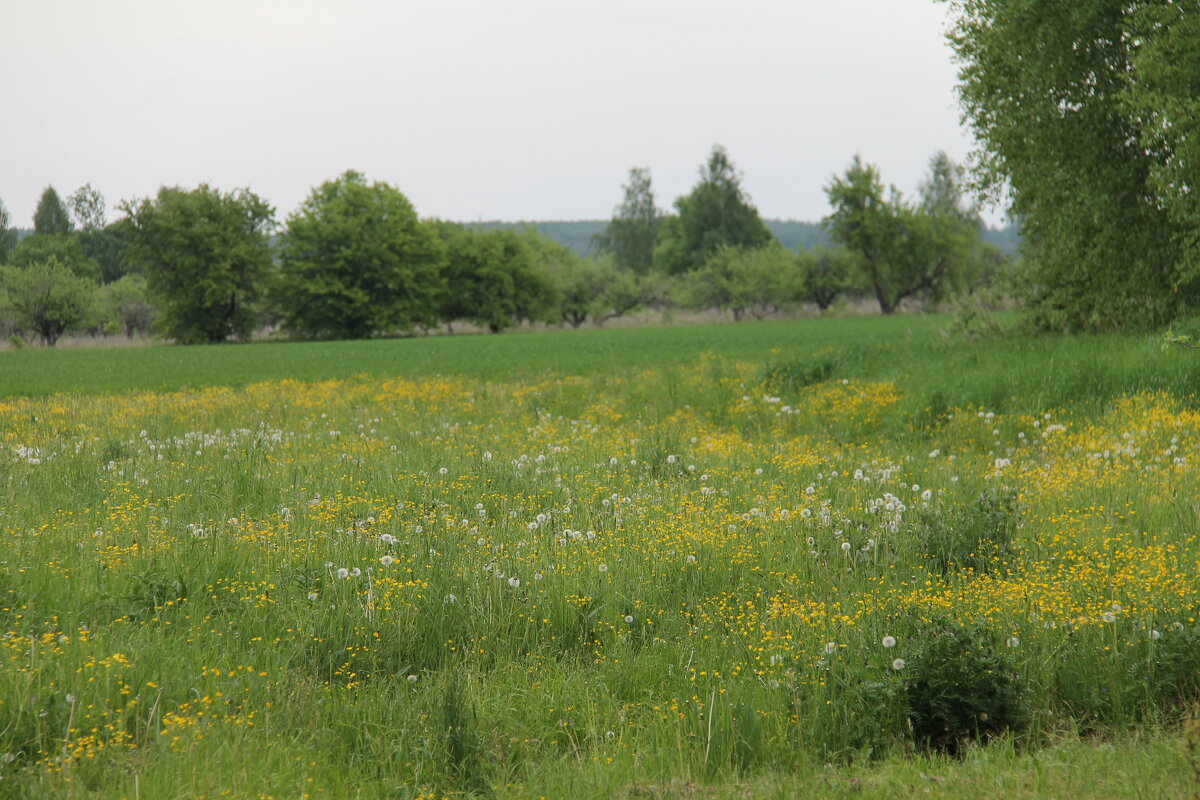 МАЙСКИЕ ПРОСТОРЫ В ДЕРЕВНЕ - Валентина 