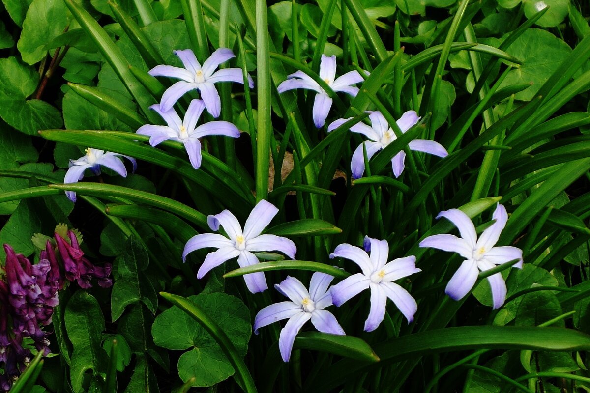 Хионодокса - Рита Симонова