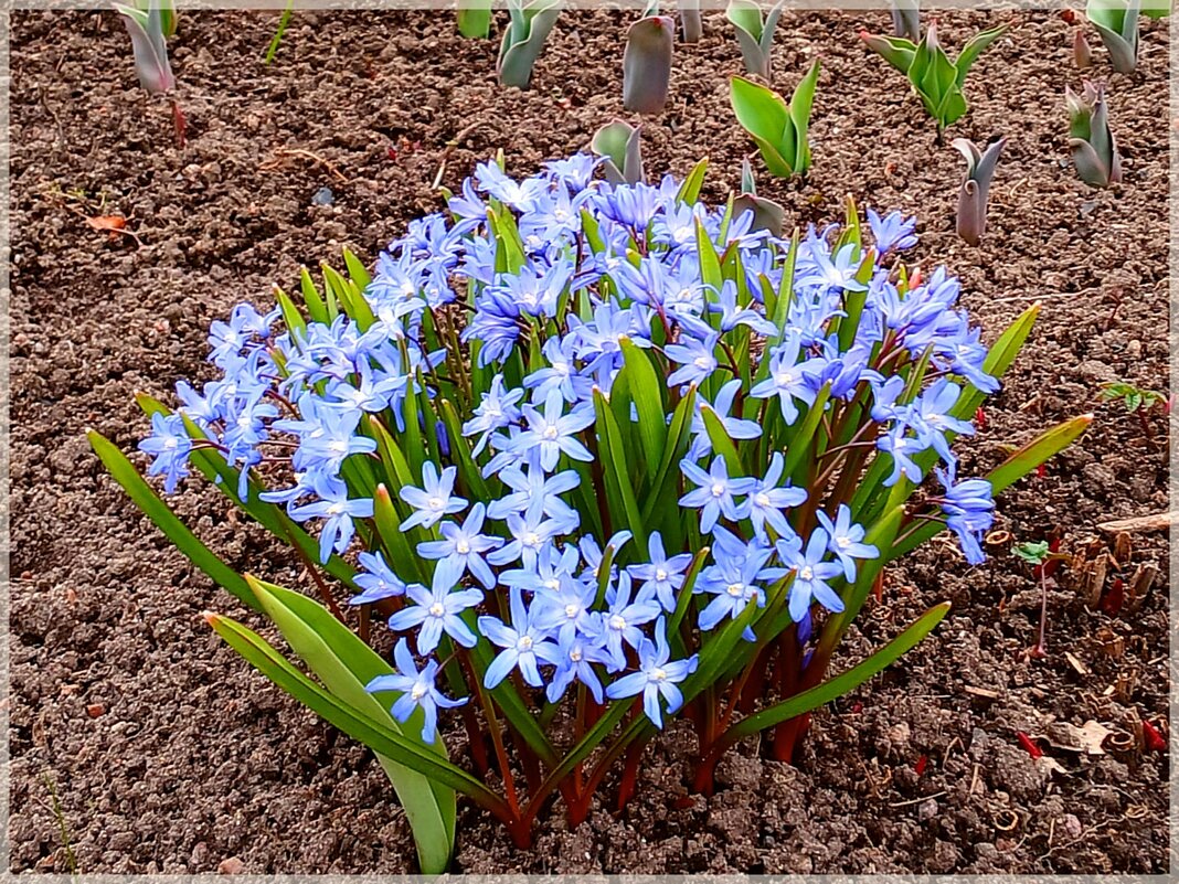 Одни из первых - Лия ☼