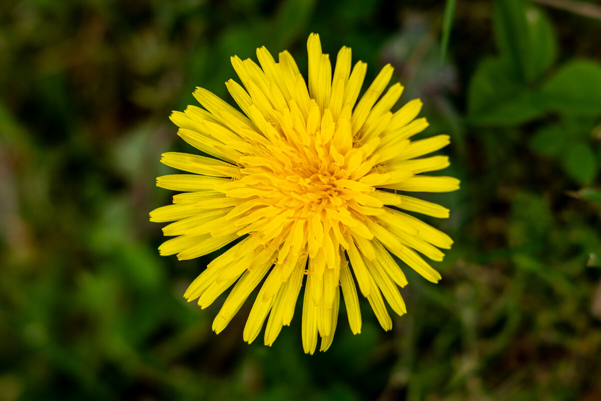 Одуванчик - Николо Пагани