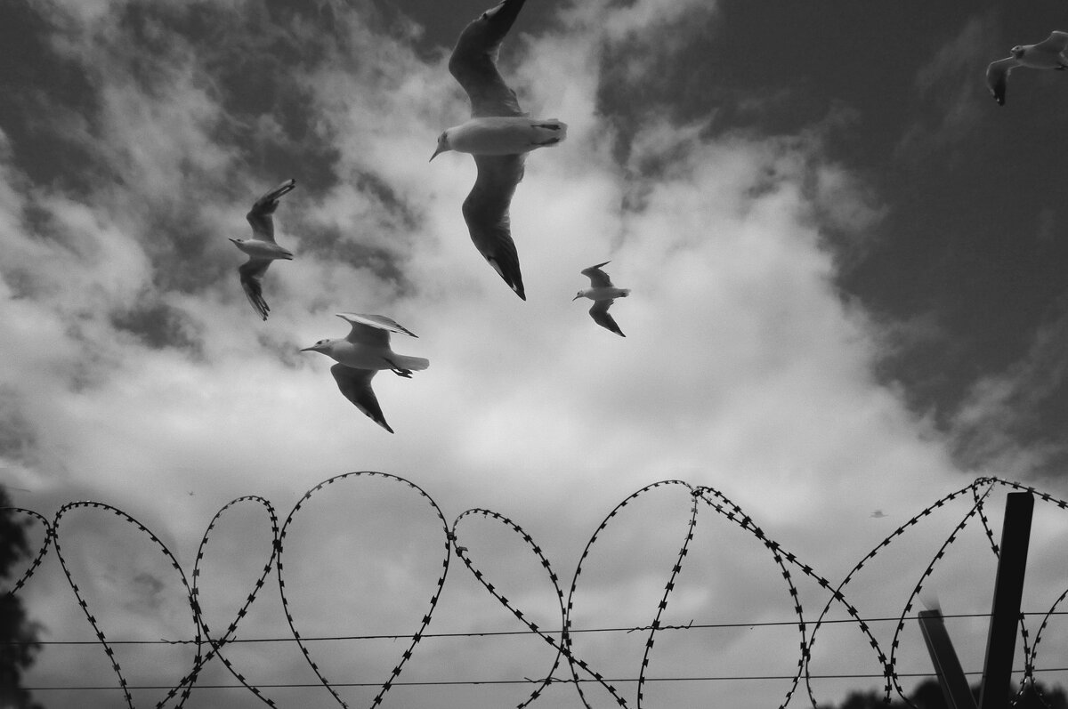 Свобода - Виктор Савельев