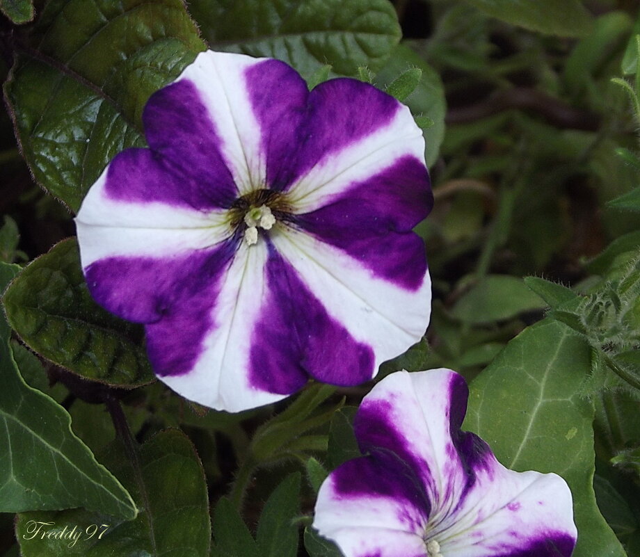 Петунии - Freddy 97