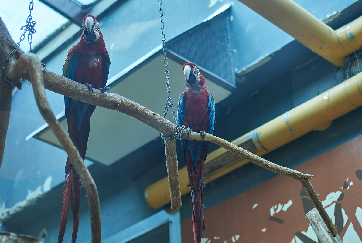 Ара - Александр Леонов