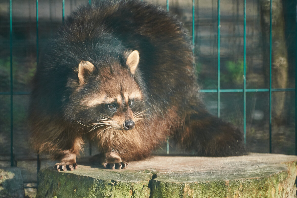 Енот - Александр Леонов