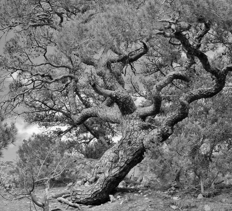 ..крымская сосна.. - galalog galalog