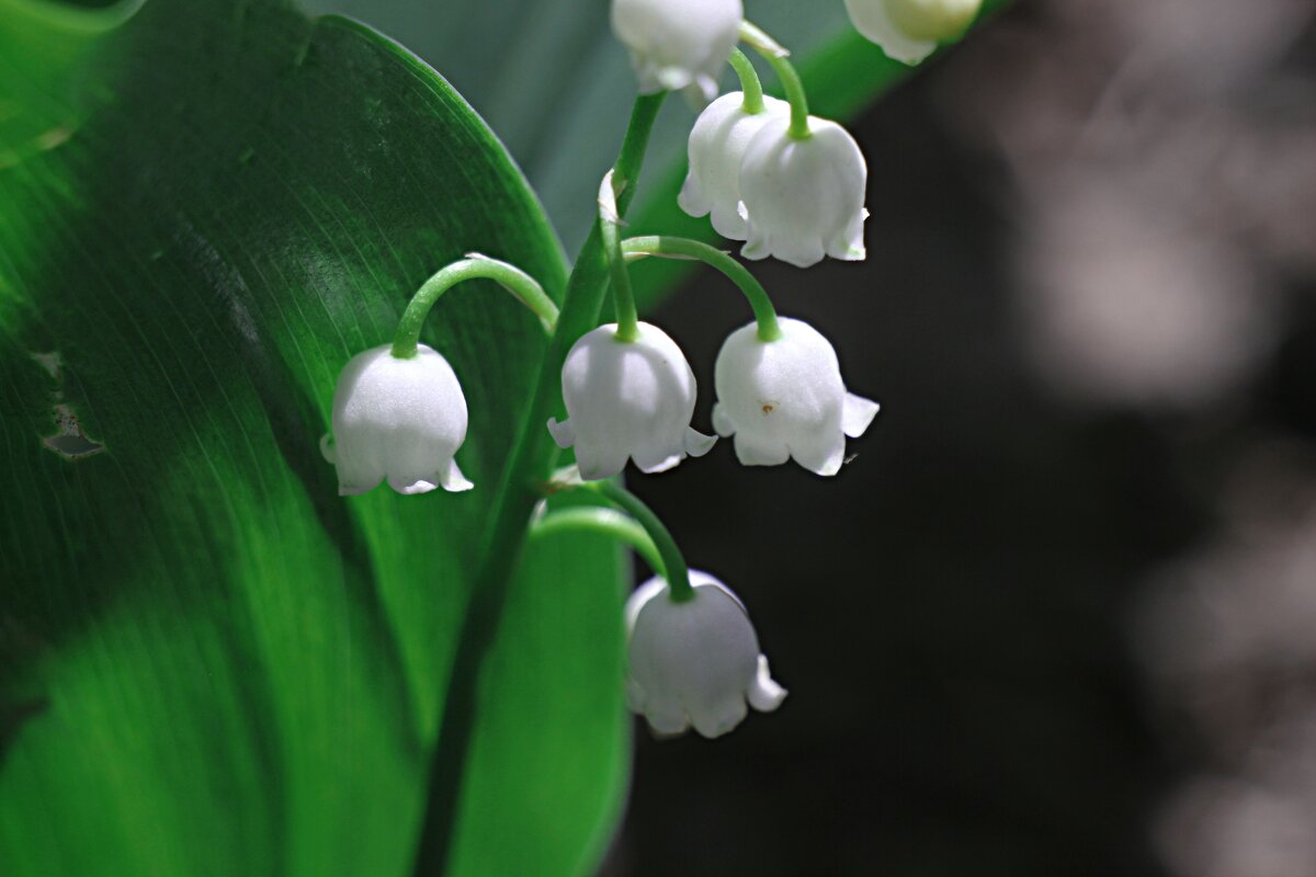 ландыш - Николай 
