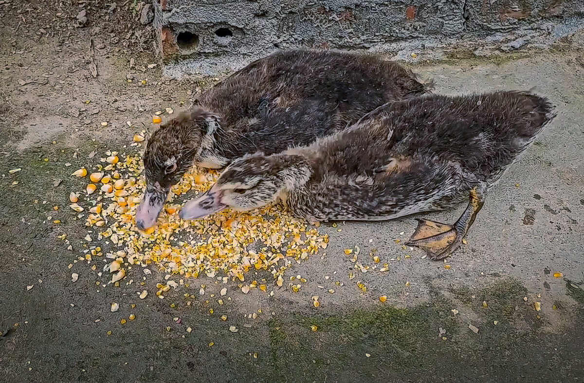 Утята мускусной утки или птенцы индоутки 1. - Aleksey Afonin