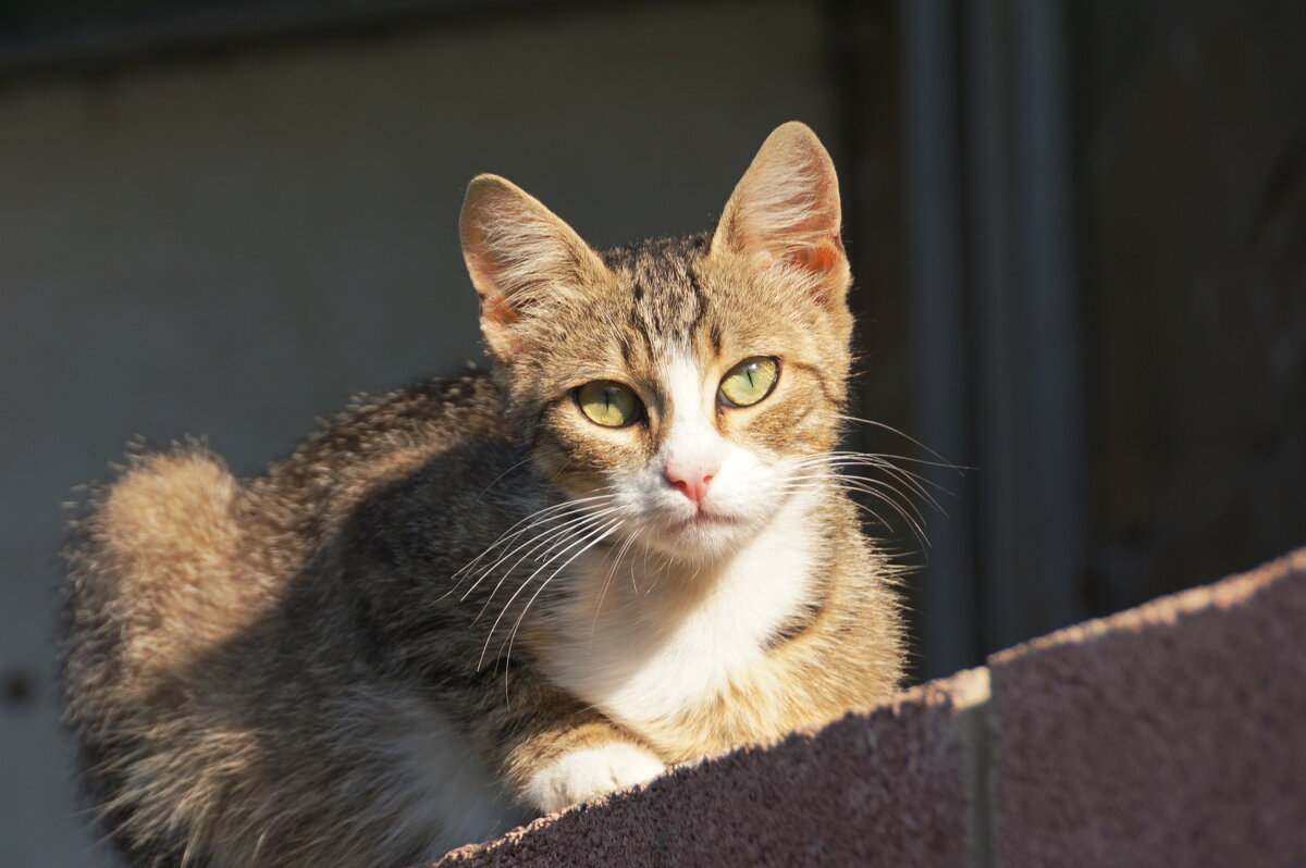 На солнышке - Наталия Григорьева