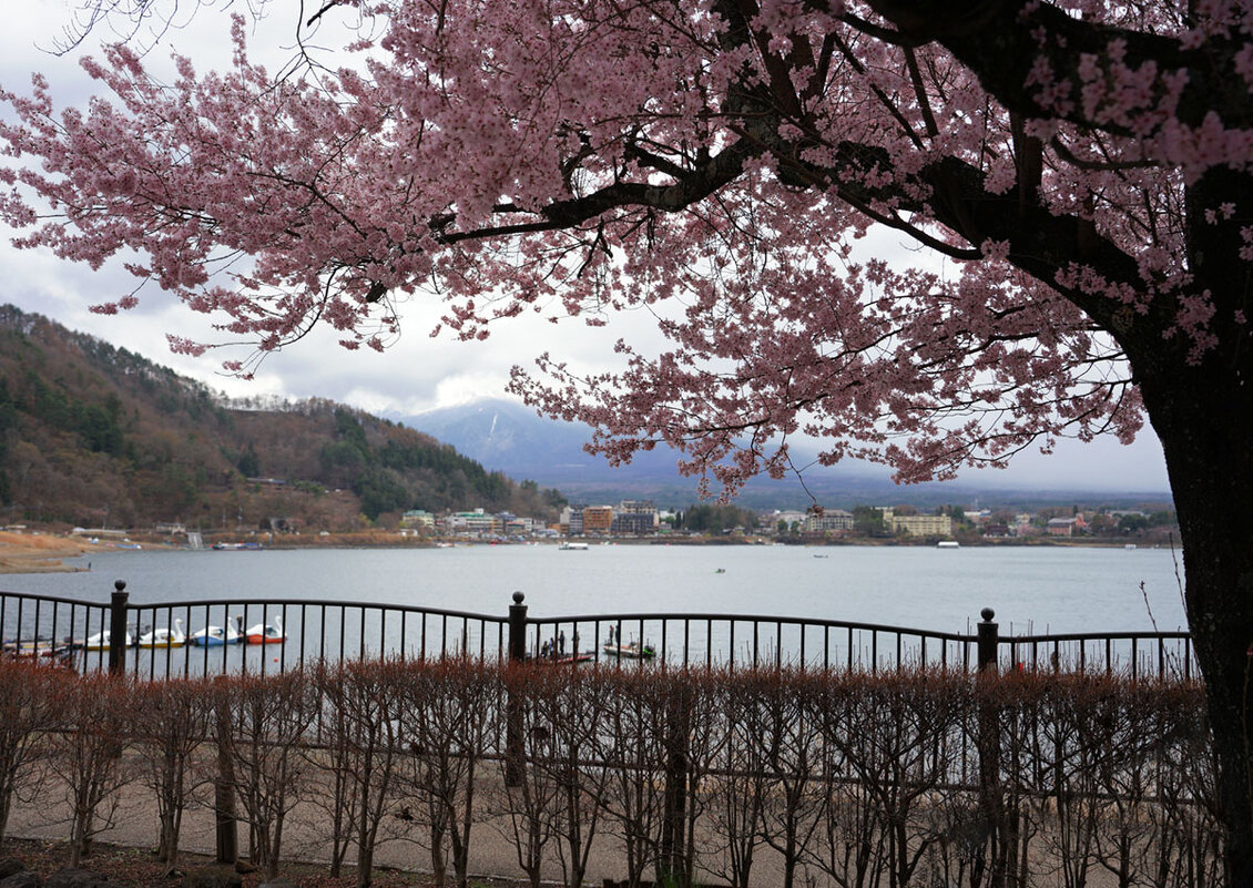 С видом на Фудзи. - Liliya 