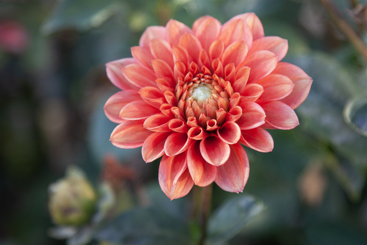 Георгин осенний. - Лилия *