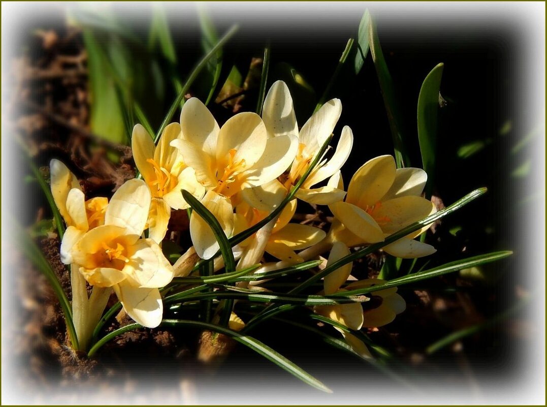 Крокусы - Валентина Надсон