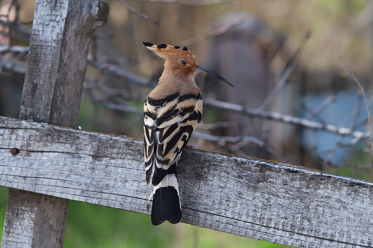 Хитрый удод - Татьяна Салиева