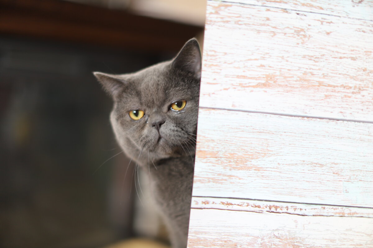 Котофон - Татьяна Салиева