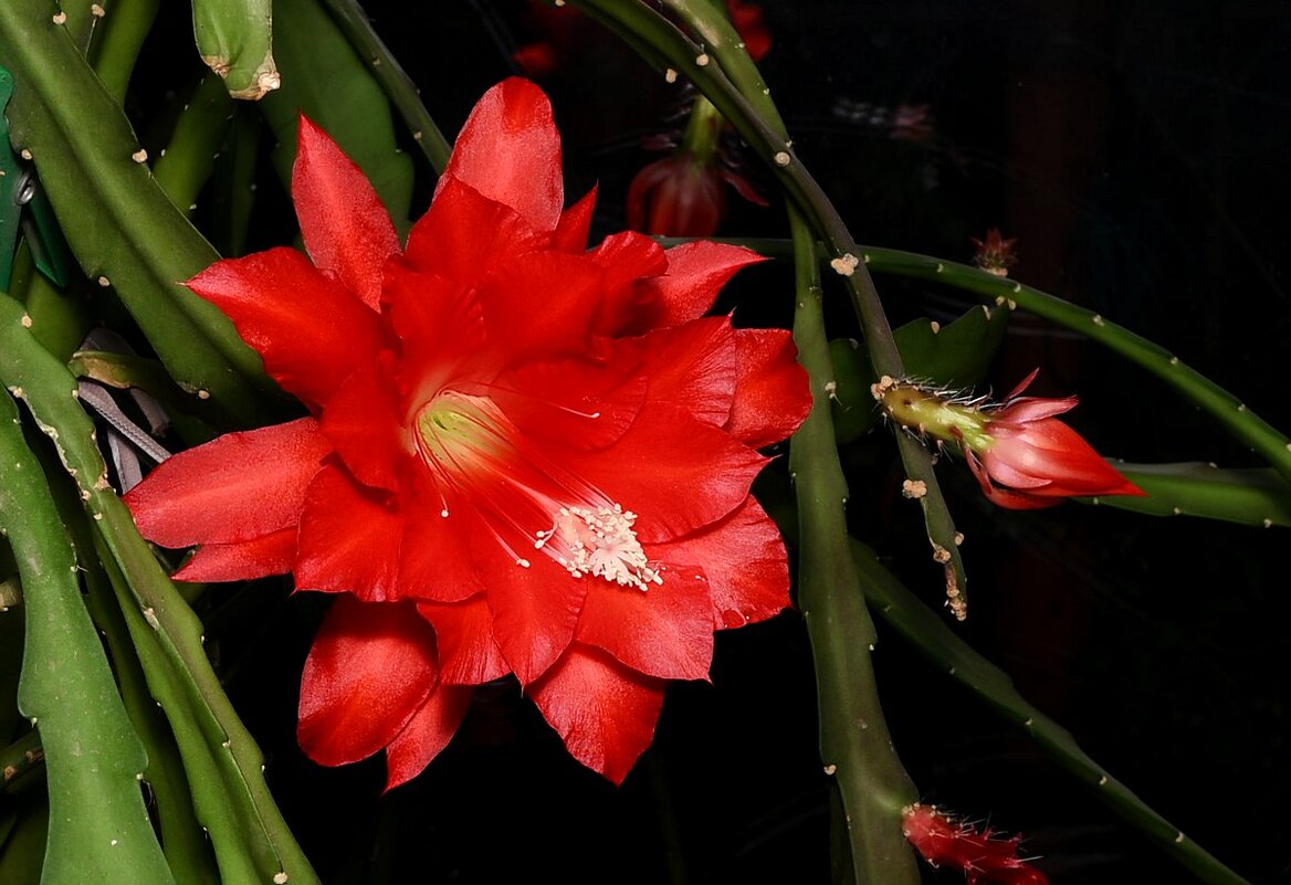 Эпифиллум - Aleksandr .