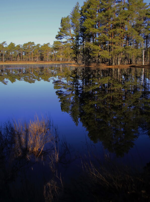 В апрельском лесу прозрачно и звонко.. - Татьян@ Ивановна