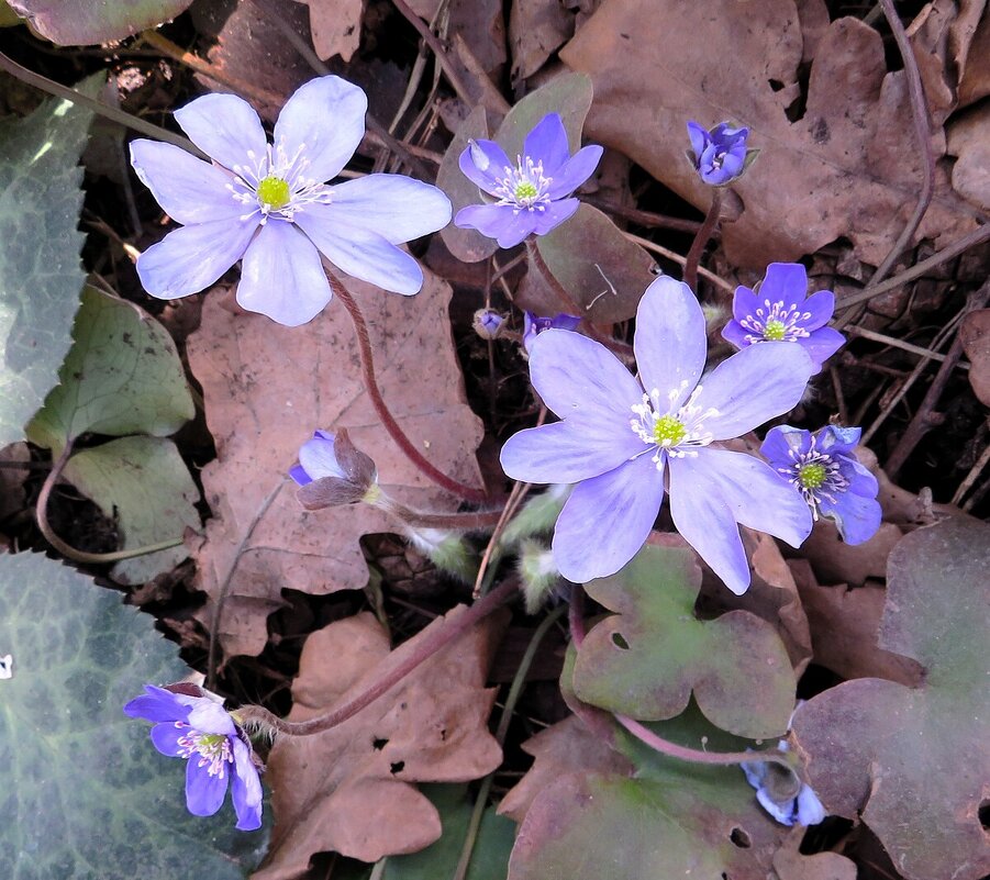 Среди старой листвы - Лариса С.