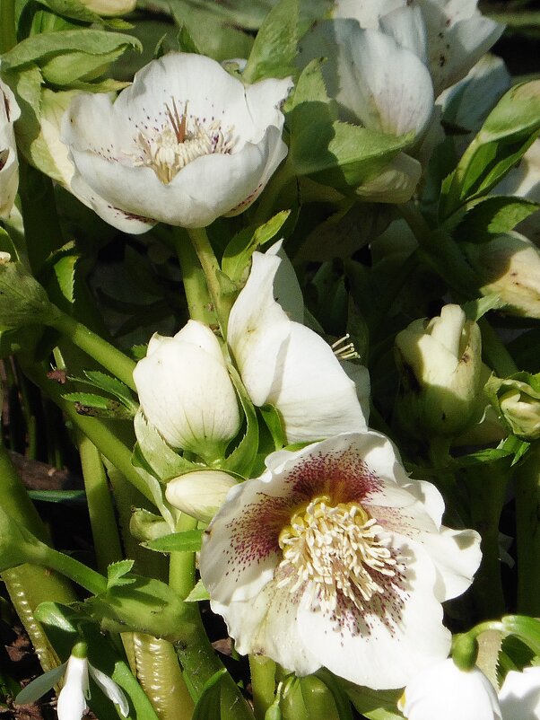 Морозник - Лидия Бусурина