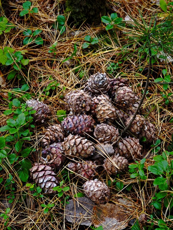 Шишки - Александр 