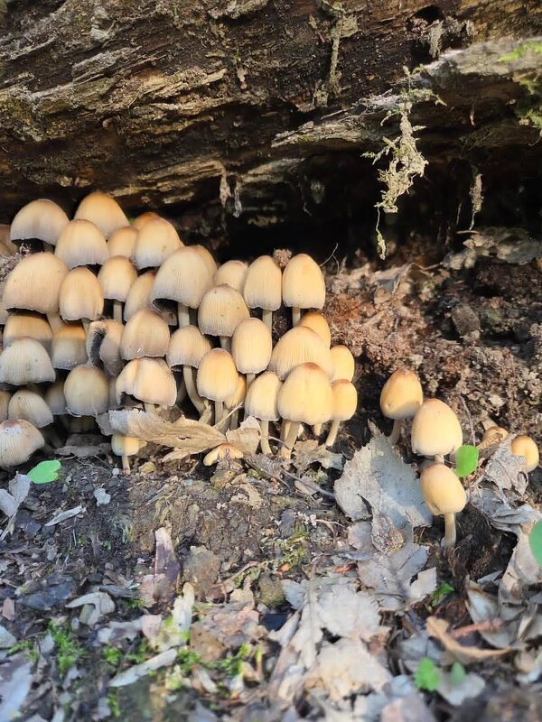 Навозник мерцающий - Tata Wolf