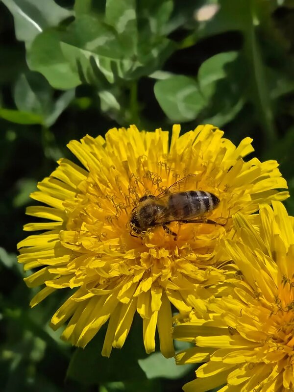 Одуванчик - Tata Wolf