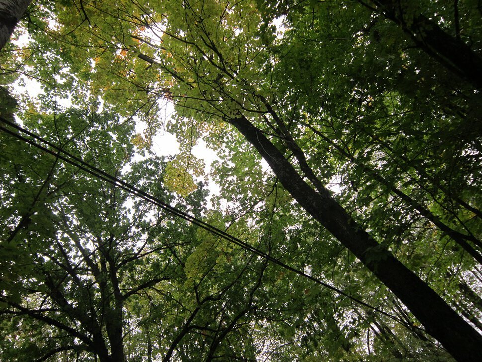 Мураново. Парк. Осень - Дмитрий Никитин