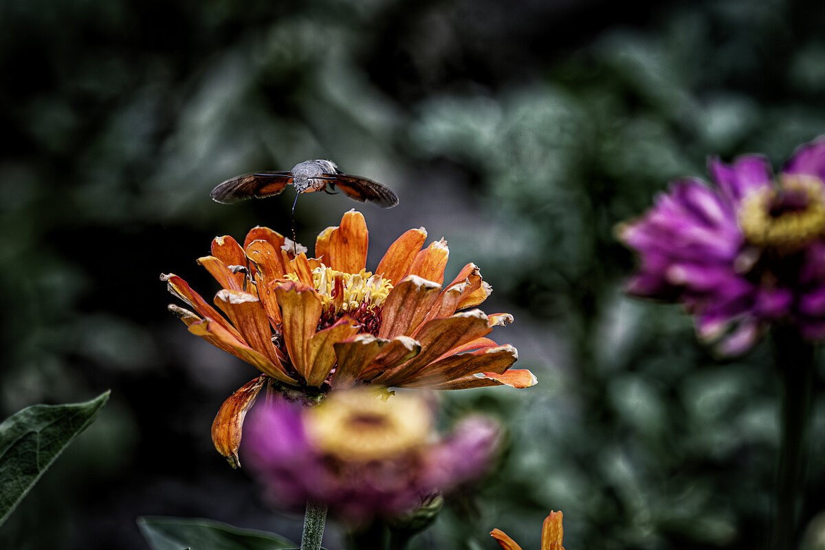 Никогда не плачу за обед ;-) - Алексей Пышненко