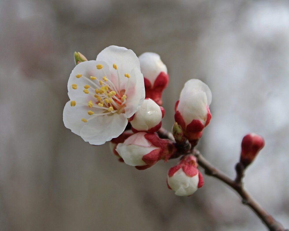 Деревья цветут - Tina Kott