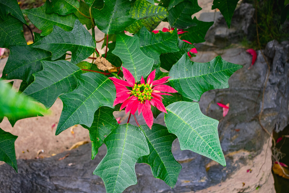 *** - Николай Чекалин