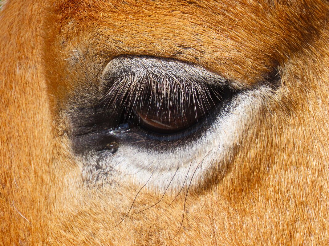 Реснички - Ольга Митрофанова