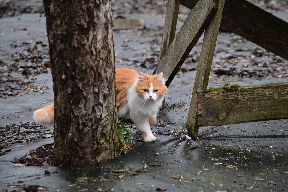 где тут воробьи? - Константин Сафронов