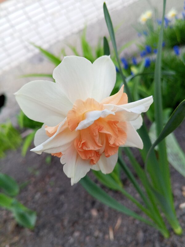 Нарцисс - Сапсан 