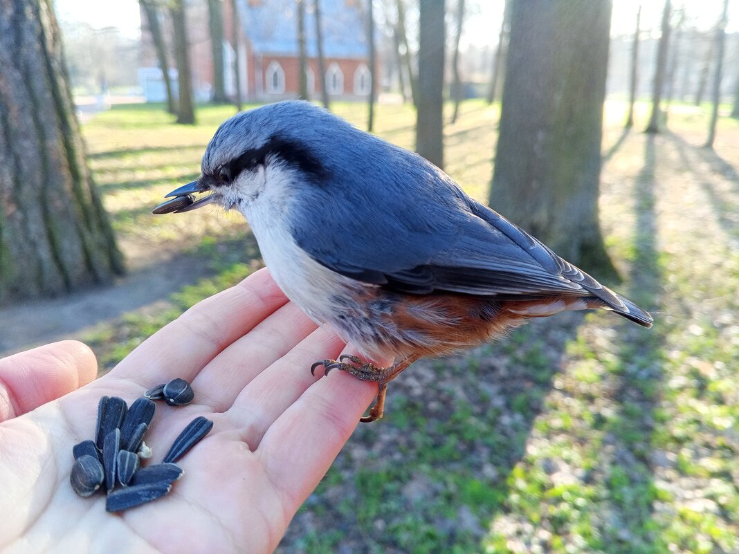 Поползень - Сапсан 
