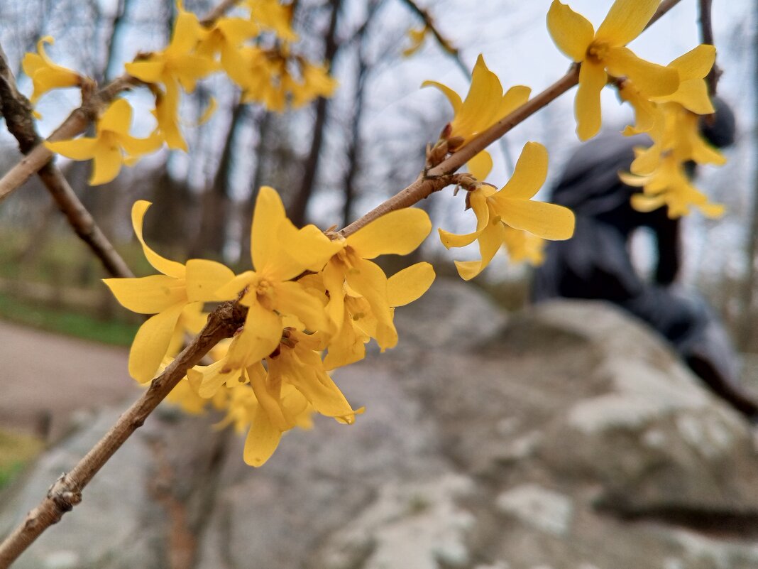 Форзиция - Сапсан 