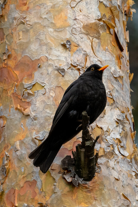 Черный дрозд - Владимир Лазарев