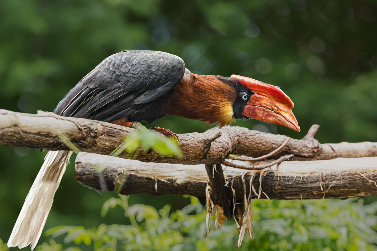 Огненный гомрай - SanSan 