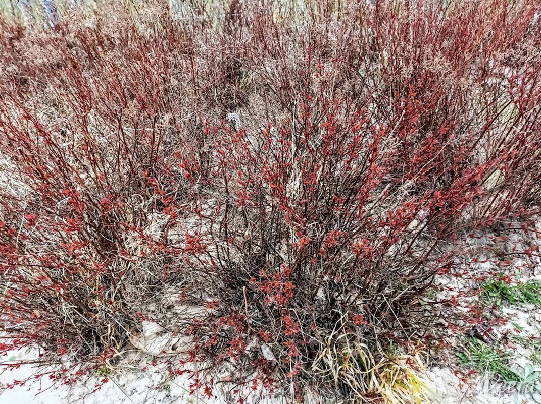 То ли листики, то ли цветочки ) - Veera V