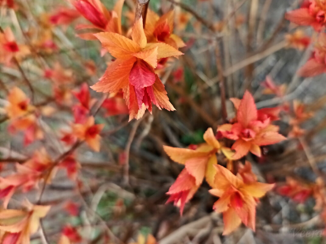 То ли листики, то ли цветочки ) - Veera V